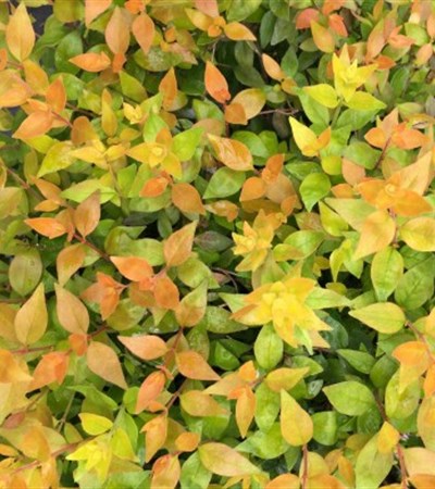 Abelia Funshine®